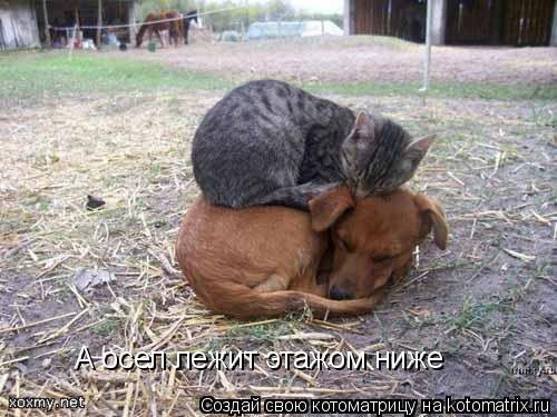 Котоматрица: А осел лежит этажом ниже