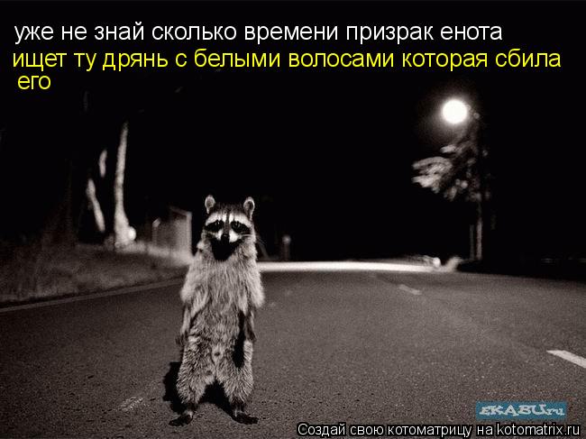 Котоматрица: уже не знай сколько времени призрак енота ищет ту дрянь с белыми волосами которая сбила  его