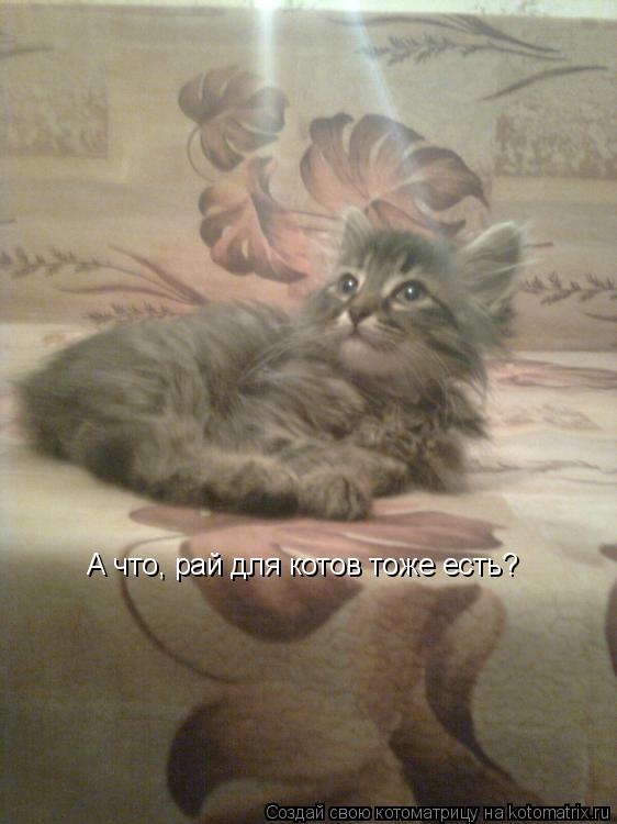 Котоматрица: А что, рай для котов тоже есть?
