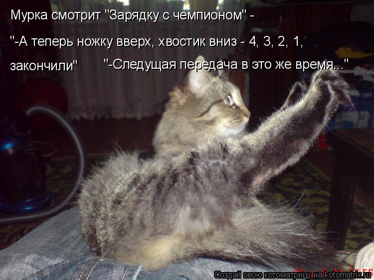 Котоматрица: "-А теперь ножку вверх, хвостик вниз - 4, 3, 2, 1,  Мурка смотрит "Зарядку с чемпионом" - закончили" "-Следущая передача в это же время..."