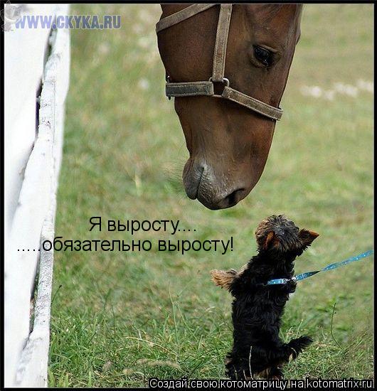 Котоматрица: Я выросту.... .....обязательно выросту!