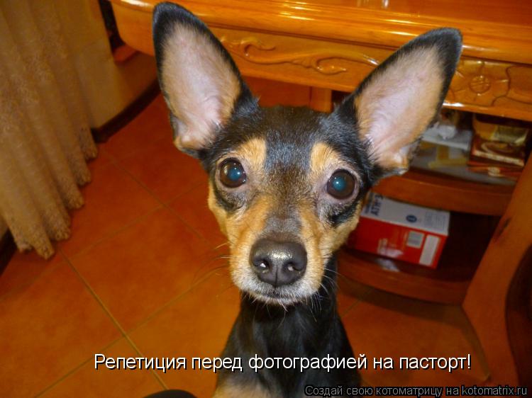Котоматрица: Репетиция перед фотографией на пасторт!
