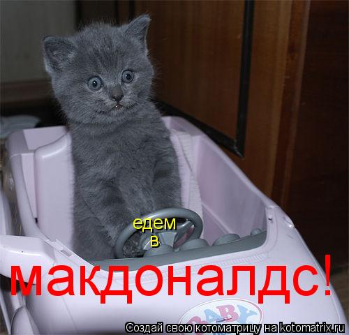 Котоматрица: едем в макдоналдс!