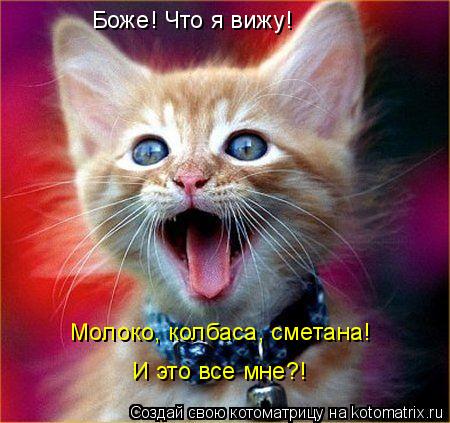 Котоматрица: Боже! Что я вижу! Молоко, колбаса, сметана! И это все мне?!