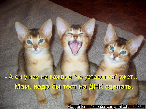 Мам, надо бы тест на ДНК сделать. - А он у нас на каждое "чо уставился" ржет...... Котоматрица: Мам, надо бы тест на ДНК сделать. - А он у нас на каждое "чо уставился" ржет...