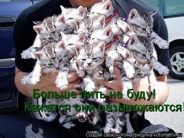 Котоматрица: Больше пить не буду! Кажется они размножаются!