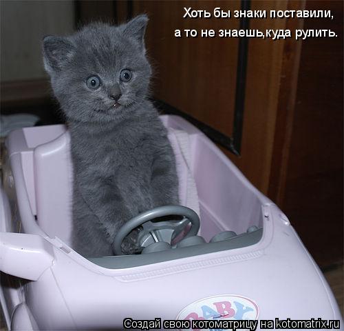 Котоматрица: Хоть бы знаки поставили, а то не знаешь,куда рулить.