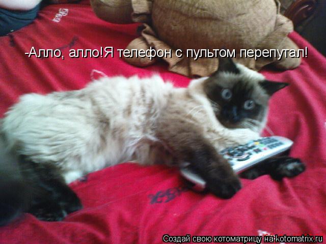 Котоматрица: -Алло, алло!Я телефон с пультом перепутал!