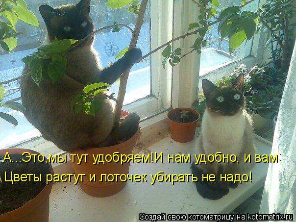 Котоматрица: А...Это,мы тут удобряем!И нам удобно, и вам  : Цветы растут и лоточек убирать не надо!