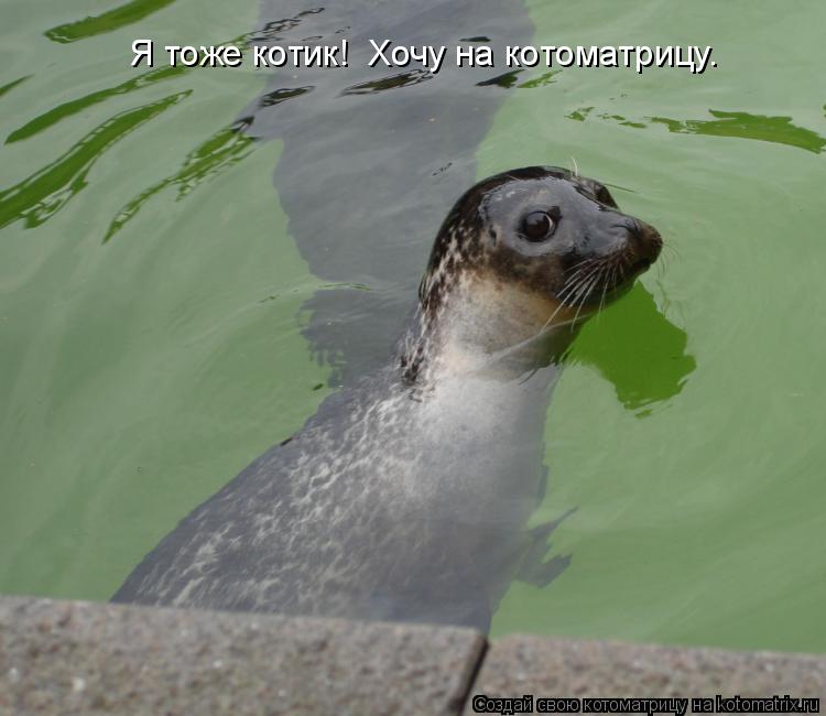 Котоматрица: Я тоже котик!  Хочу на котоматрицу.