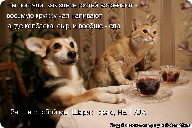 восьмую кружку чая наливают а где колбаска, сыр, и вообще - еда Зашли с тобой мы Шарик, явно, НЕ ТУ... Котоматрица: восьмую кружку чая наливают а где колбаска, сыр, и вообще - еда Зашли с тобой мы Шарик, явно, НЕ ТУДА ты погляди, как здесь гостей встречают -
