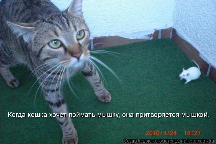 Котоматрица: Когда кошка хочет поймать мышку, она притворяется мышкой.
