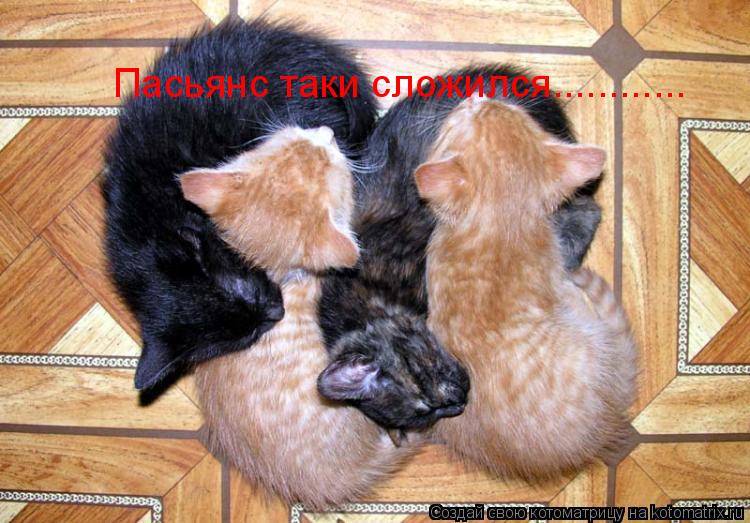 Котоматрица: Пасьянс таки сложился............