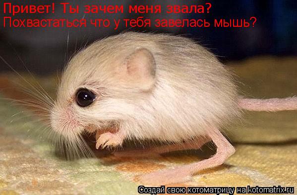 Котоматрица: Привет! Ты зачем меня звала? Похвастаться что у тебя завелась мышь?