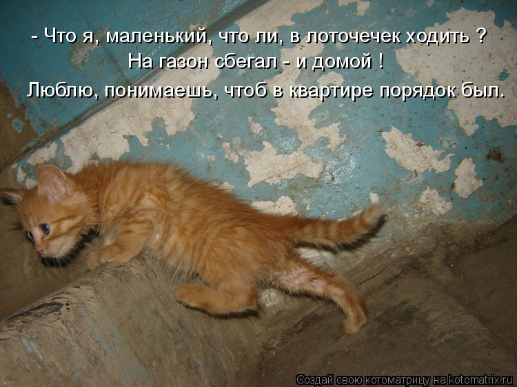 - Что я, маленький, что ли, в лоточечек ходить ? На газон сбегал - и домой ! Люблю, понимаешь, чтоб в... Котоматрица: - Что я, маленький, что ли, в лоточечек ходить ? На газон сбегал - и домой ! Люблю, понимаешь, чтоб в квартире порядок был.