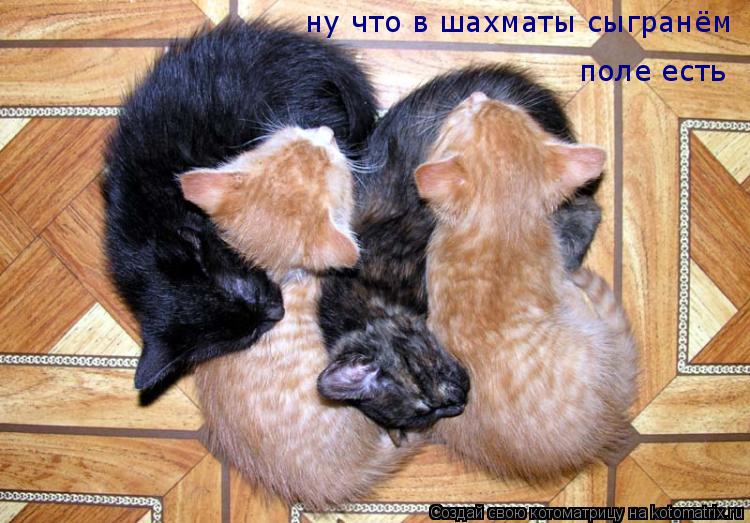 Котоматрица: ну что в шахматы сыгранём поле есть