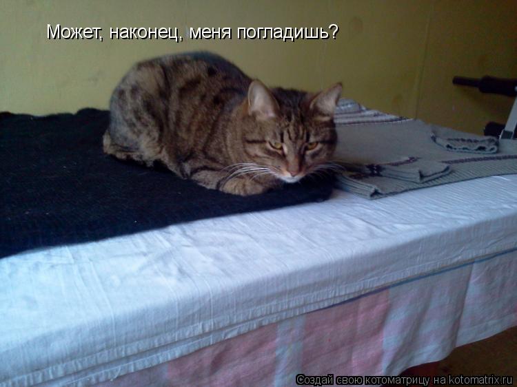 Котоматрица: Может, наконец, меня погладишь?