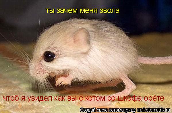 Котоматрица: чтоб я увидел как вы с котом со шкофа орёте ты зачем меня звола