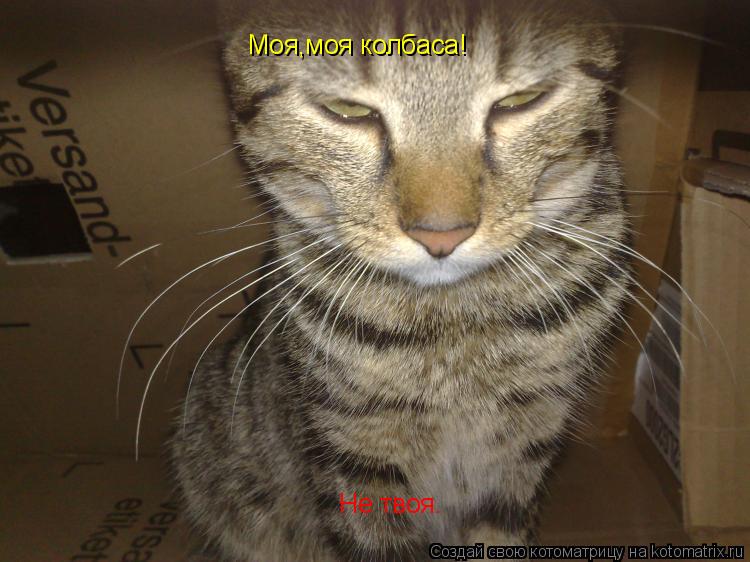 Котоматрица: Моя,моя колбаса! Не твоя.