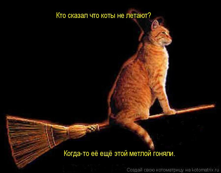 Котоматрица: Кто сказал что коты не летают? Когда-то её ещё этой метлой гоняли.