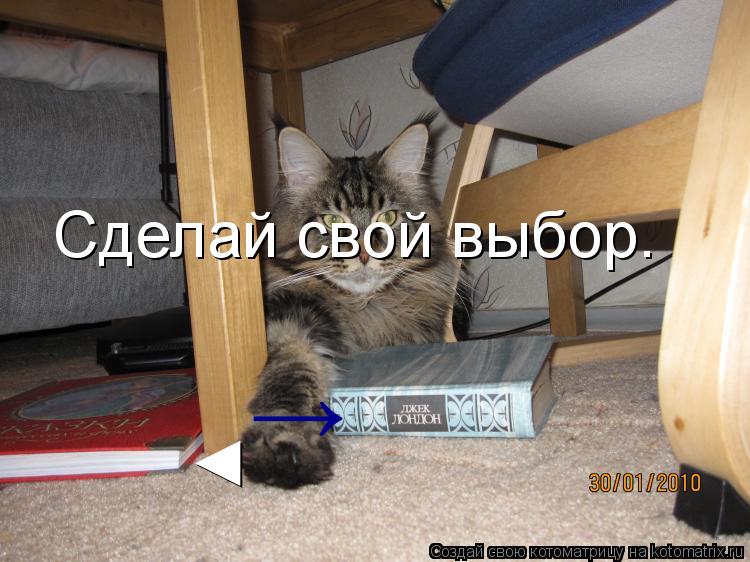 Котоматрица: Сделай свой выбор. ◄ →
