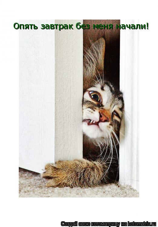 Котоматрица: Опять завтрак без меня начали!