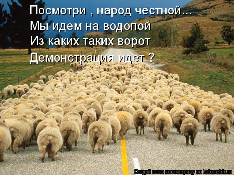 Котоматрица: Посмотри , народ честной... Мы идем на водопой  Из каких таких ворот Демонстрация идет ?