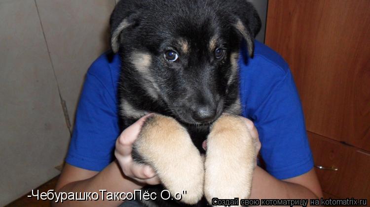 Котоматрица: -ЧебурашкоТаксоПёс О.о" -ЧебурашкоТаксоПёс О.о"