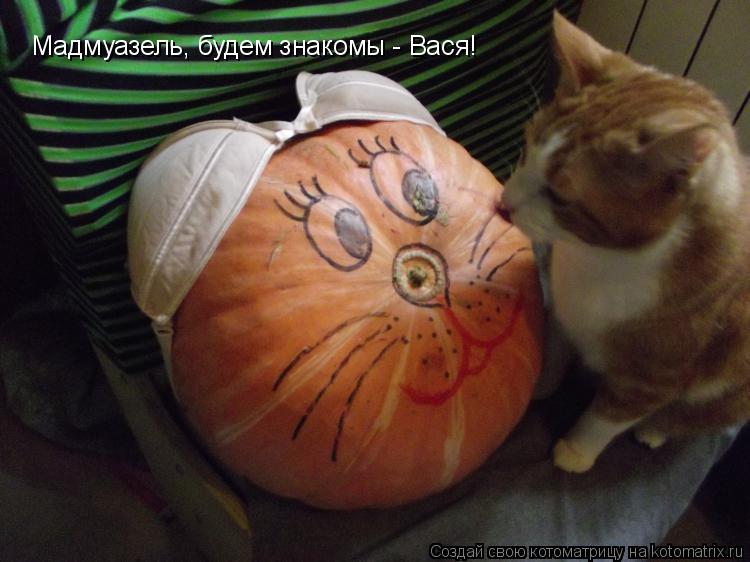 Котоматрица: Мадмуазель, будем знакомы - Вася!