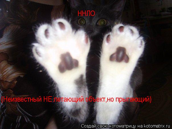 Котоматрица: ННЛО (Неизвестный НЕ летающий объект,но прыгающий)