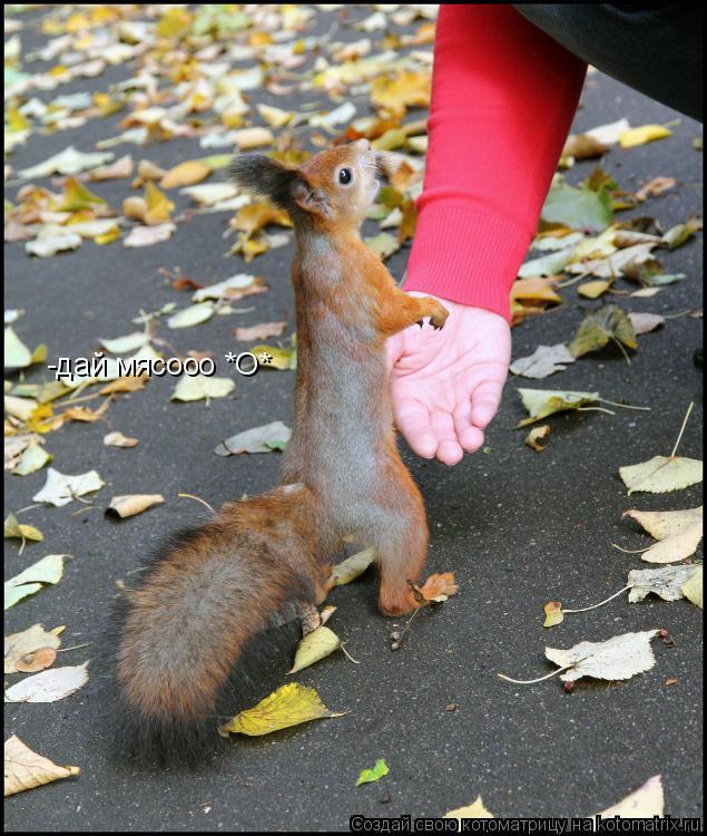 Котоматрица: -дай мясооо *О*