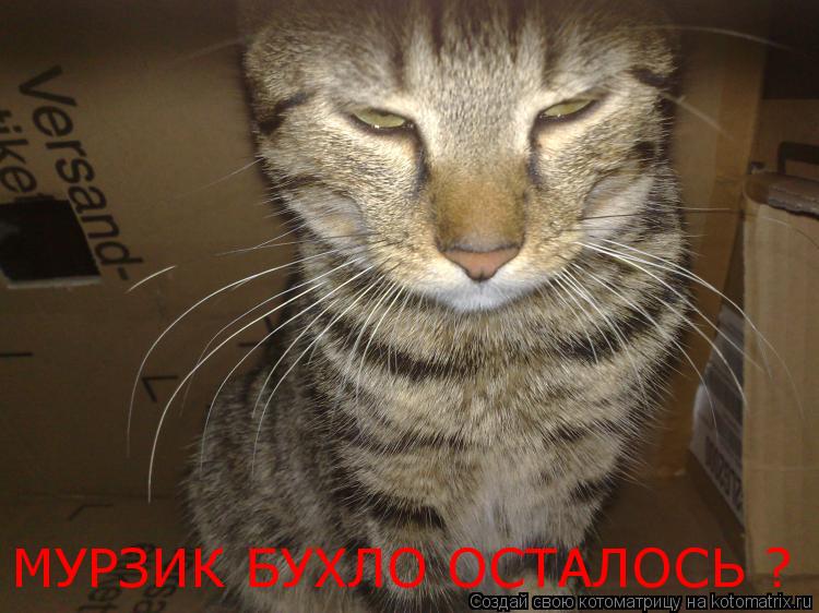 Котоматрица: МУРЗИК БУХЛО ОСТАЛОСЬ ?