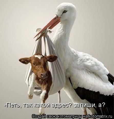 Котоматрица: -Петь, так какой адрес? запиши, а?