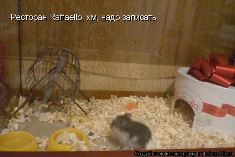 Котоматрица: -Ресторан Raffaello, хм, надо записать