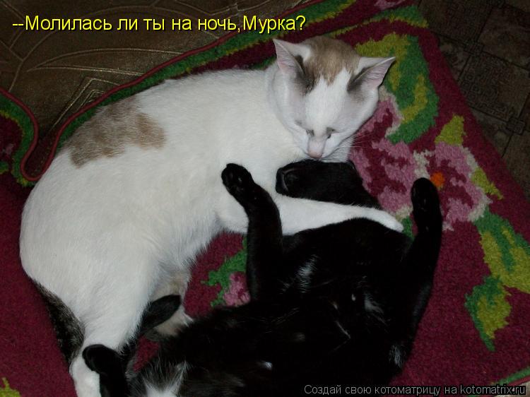 Котоматрица: --Молилась ли ты на ночь,Мурка?