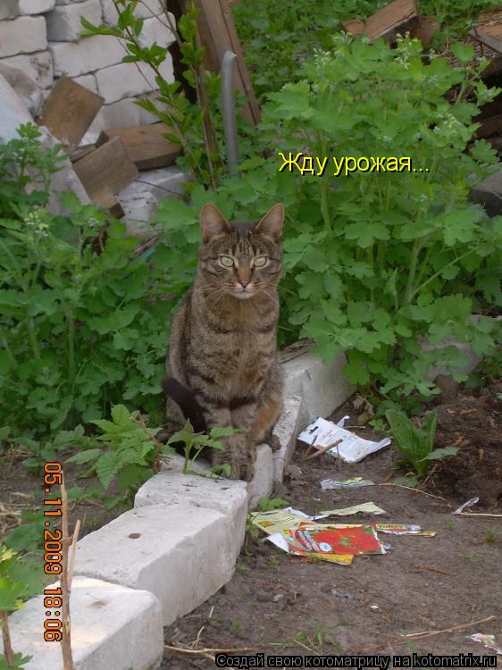 Котоматрица: Жду урожая...