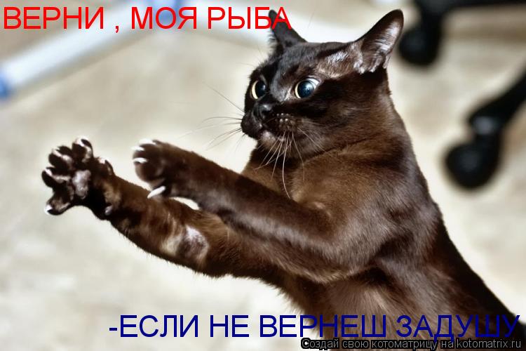 Котоматрица: ВЕРНИ , МОЯ РЫБА -ЕСЛИ НЕ ВЕРНЕШ ЗАДУШУ