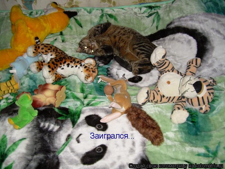 Котоматрица: Заигрался...