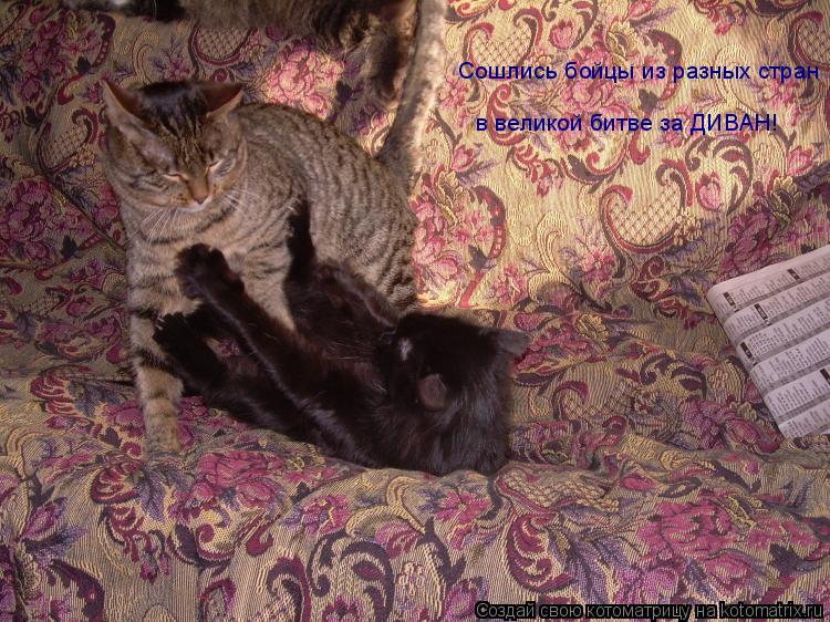 Котоматрица: Сошлись бойцы из разных стран в великой битве за ДИВАН!