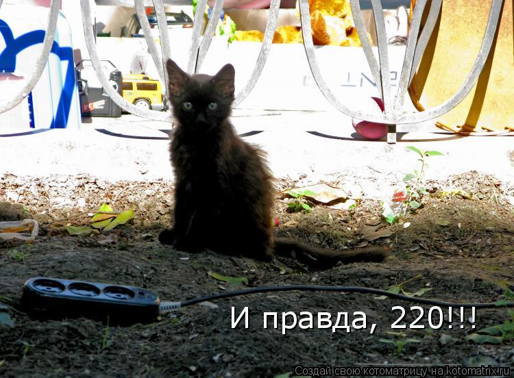 Котоматрица: И правда, 220!!!