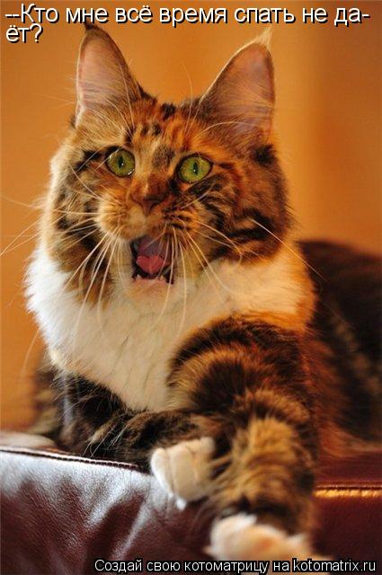 Котоматрица: --Кто мне всё время спать не да- ёт?