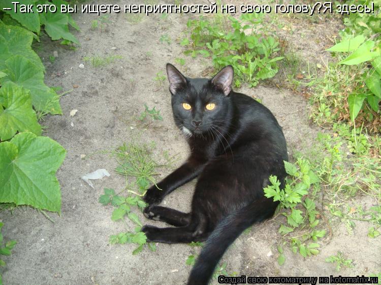 Котоматрица: --Так это вы ищете неприятностей на свою голову?Я здесь!
