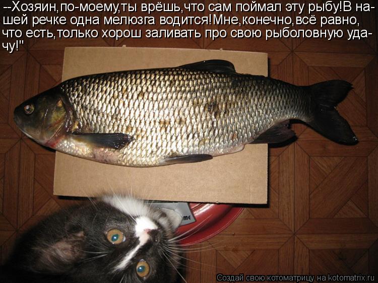 Котоматрица: --Хозяин,по-моему,ты врёшь,что сам поймал эту рыбу!В на- шей речке одна мелюзга водится!Мне,конечно,всё равно, что есть,только хорош заливать 