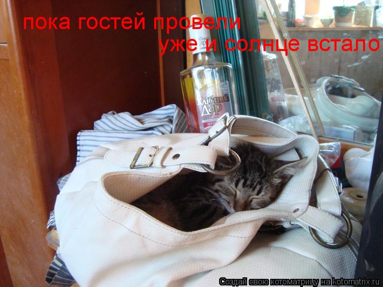 Котоматрица: пока гостей провели   уже и солнце встало