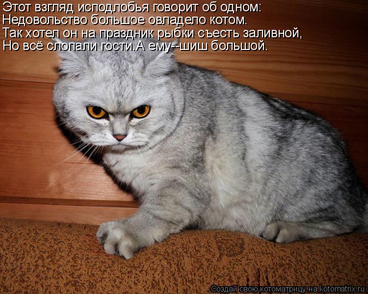 Котоматрица: Этот взгляд исподлобья говорит об одном: Недовольство большое овладело котом. Так хотел он на праздник рыбки съесть заливной, Но всё слопал