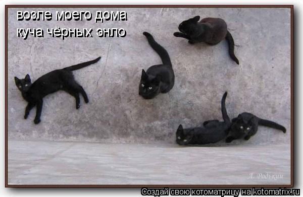 Котоматрица: возле моего дома  возле моего дома  возле моего дома  куча чёрных энло куча чёрных энло