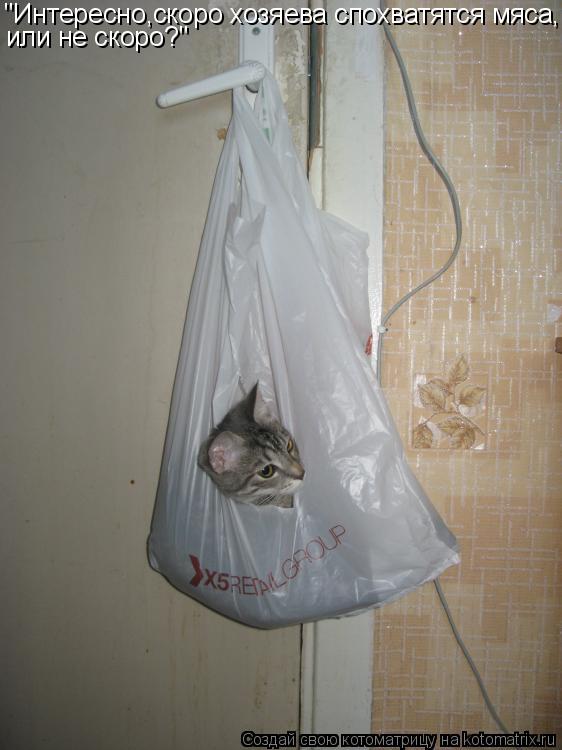 Котоматрица: "Интересно,скоро хозяева спохватятся мяса, или не скоро?"