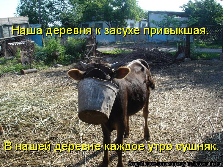 Котоматрица: Наша деревня к засухе привыкшая. В нашей деревне каждое утро сушняк.