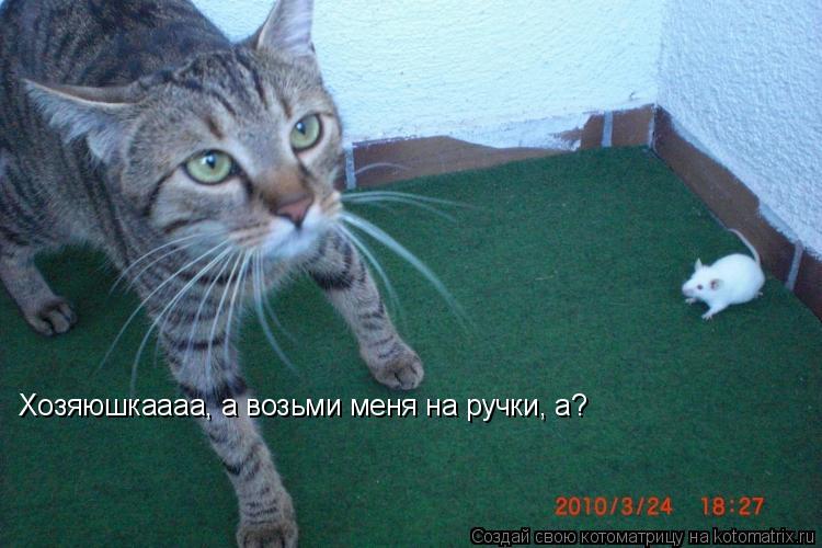 Котоматрица: Хозяюшкаааа, а возьми меня на ручки, а?