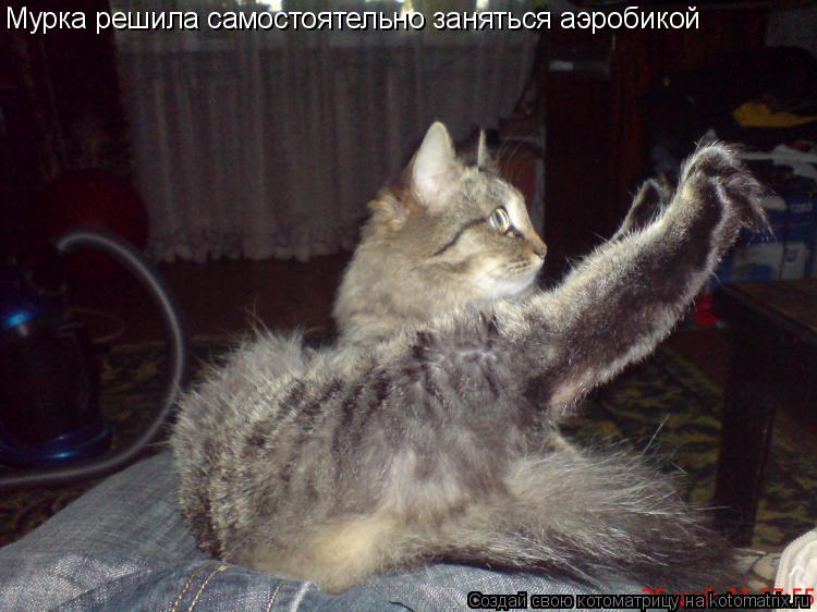 Котоматрица: Мурка решила самостоятельно заняться аэробикой